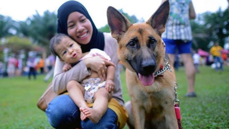 Bagaimana Hukum Memelihara Anjing Dalam Islam